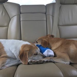 Meet your Posher, Maggie